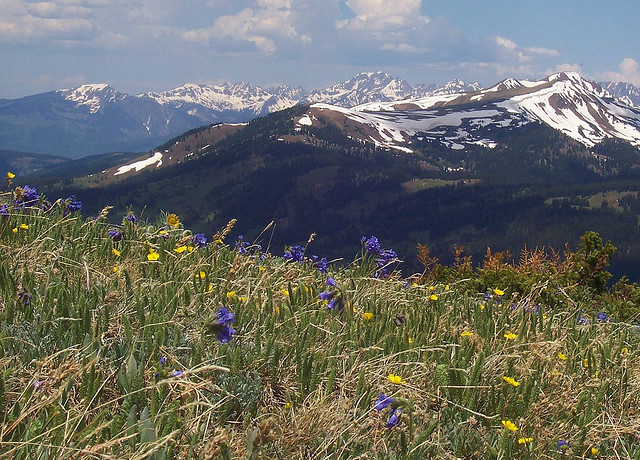 Spaulding Ridge wildflowers, Copper Mtn